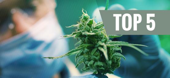 Las 5 Mejores Cepas De Cannabis Ricas En CBD