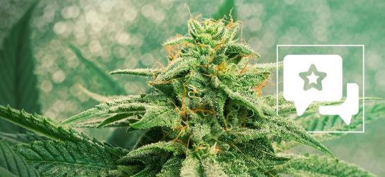 Reseña de Variedad: Blue Dream