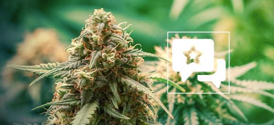 Master Kush: Análisis & Información De La Cepa De Cannabis