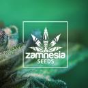 Nueva Cepa De Zamnesia: Auto Purple CousKush
