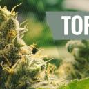 Las 10 Mejores Variedades De Cannabis Cl&aacute;sicas