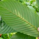 Historia del uso del kratom
