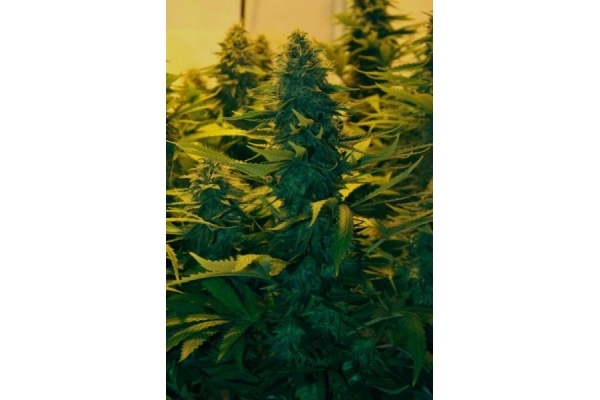 Amnesia Haze (Royal Queen Seeds) feminizada