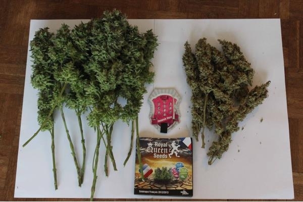 Amnesia Haze (Royal Queen Seeds) feminizada