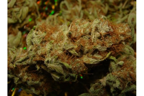 Amnesia Haze (Royal Queen Seeds) feminizada