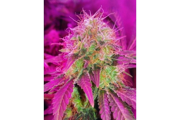 White Widow (Royal Queen Seeds) feminizada
