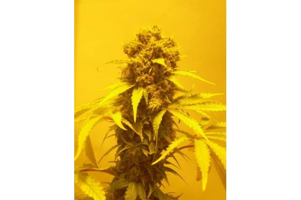 White Widow (Royal Queen Seeds) feminizada