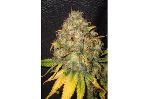 Ice (Royal Queen Seeds) feminizada