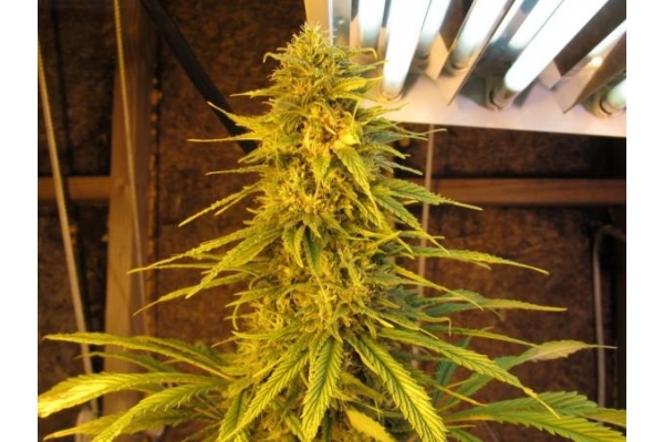 Ice (Royal Queen Seeds) feminizada