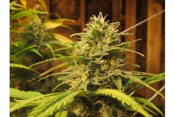 Ice (Royal Queen Seeds) feminizada