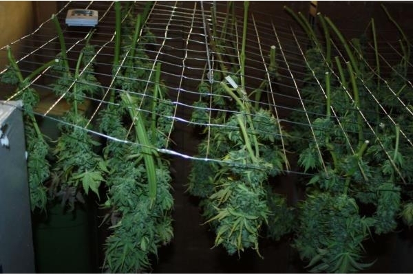 Fruit Spirit (Royal Queen Seeds) feminizada