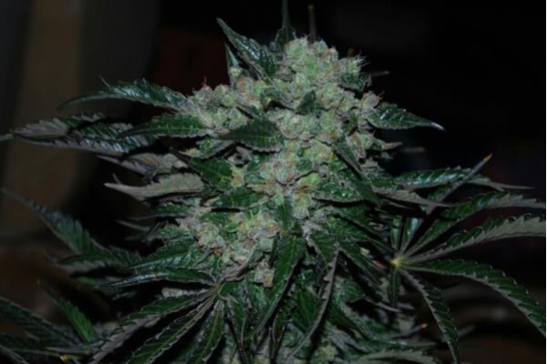 Power Flower (Royal Queen Seeds) feminizada
