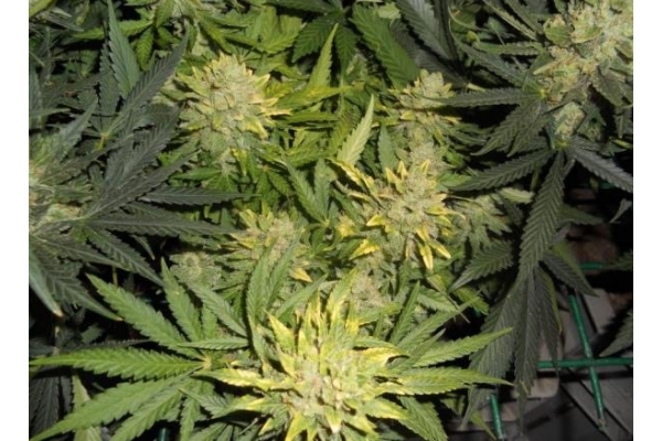 Power Flower (Royal Queen Seeds) feminizada