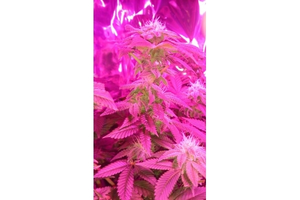 Power Flower (Royal Queen Seeds) feminizada