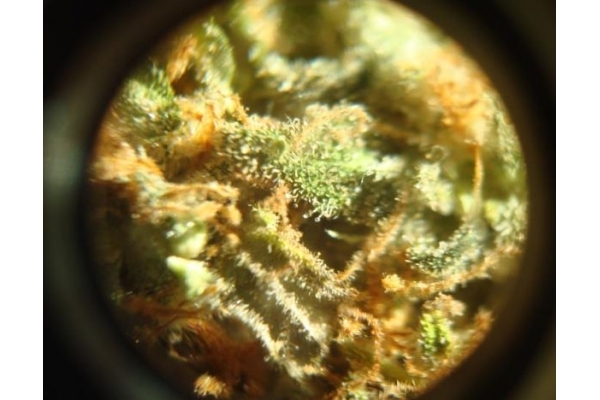 Power Flower (Royal Queen Seeds) feminizada