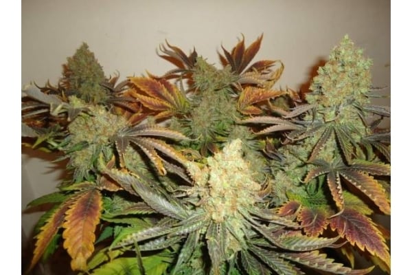 Shining Silver Haze (Royal Queen Seeds) feminizada