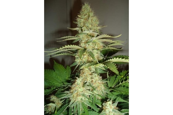 Shining Silver Haze (Royal Queen Seeds) feminizada