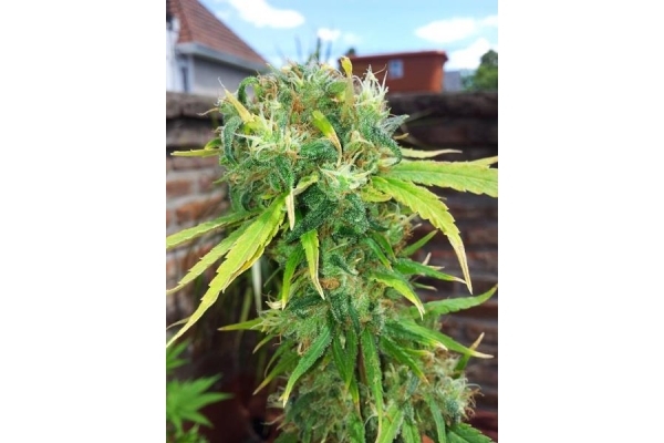 Shining Silver Haze (Royal Queen Seeds) feminizada