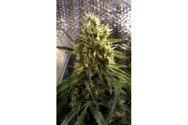 Shining Silver Haze (Royal Queen Seeds) feminizada