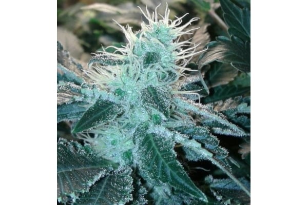 Blue Mystic (Royal Queen Seeds) feminizada Blue Mystic (Royal Queen Seeds) feminizada
