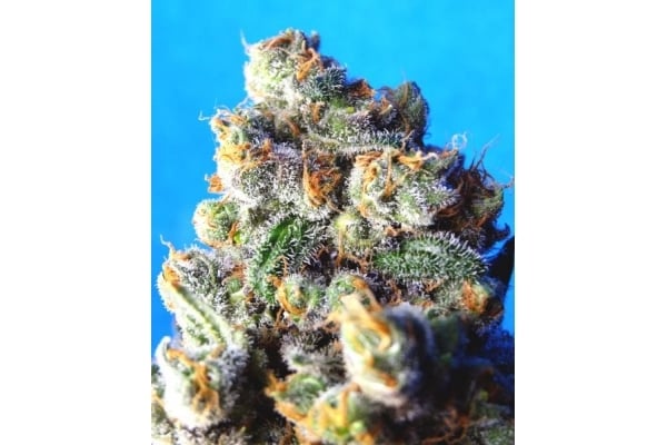 Blue Mystic (Royal Queen Seeds) feminizada Blue Mystic (Royal Queen Seeds) feminizada
