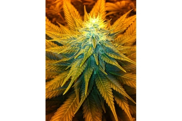 Blue Mystic (Royal Queen Seeds) feminizada