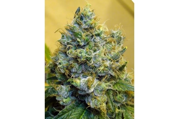 Blue Mystic (Royal Queen Seeds) feminizada Blue Mystic (Royal Queen Seeds) feminizada