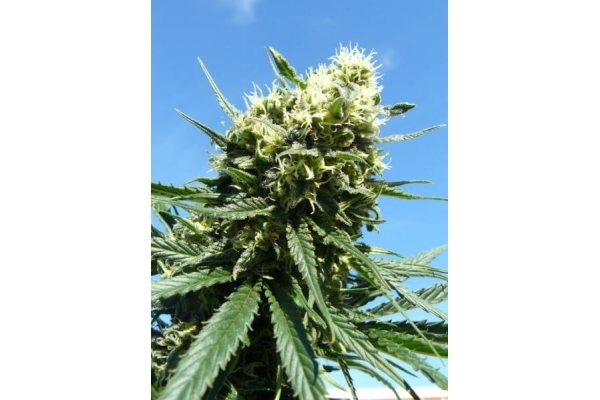 Northern Light (Royal Queen Seeds) feminizada