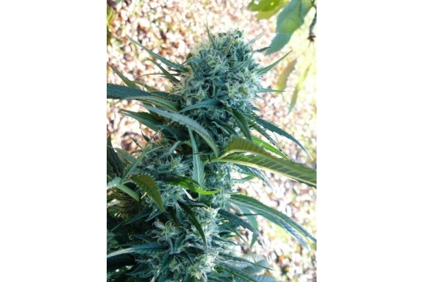 Northern Light (Royal Queen Seeds) feminizada