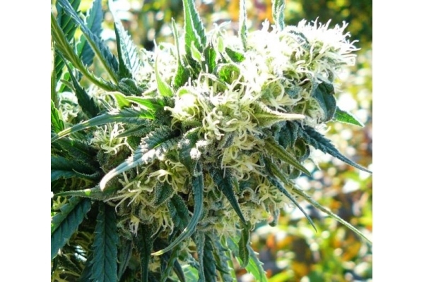 Northern Light (Royal Queen Seeds) feminizada