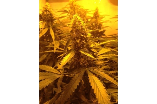 Northern Light (Royal Queen Seeds) feminizada Northern Light (Royal Queen Seeds) feminizada