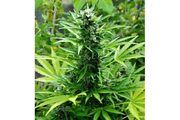 Northern Light (Royal Queen Seeds) feminizada Northern Light (Royal Queen Seeds) feminizada