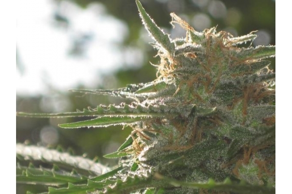 Northern Light (Royal Queen Seeds) feminizada Northern Light (Royal Queen Seeds) feminizada