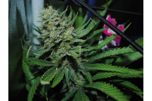 Critical (Royal Queen Seeds) feminizada