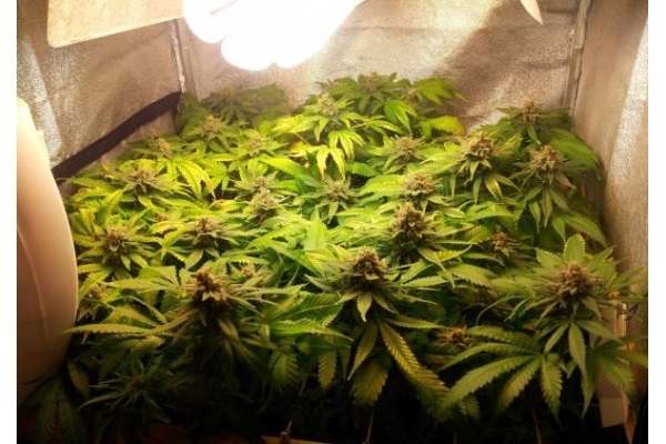 Critical (Royal Queen Seeds) feminizada