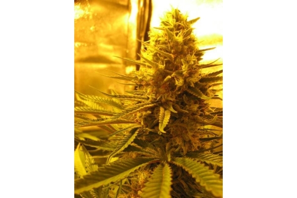 Critical (Royal Queen Seeds) feminizada