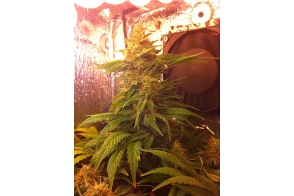 Critical (Royal Queen Seeds) feminizada Critical (Royal Queen Seeds) feminizada