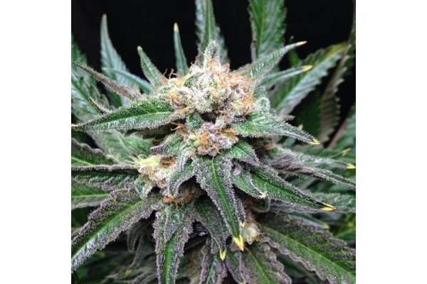 Critical (Royal Queen Seeds) feminizada Critical (Royal Queen Seeds) feminizada