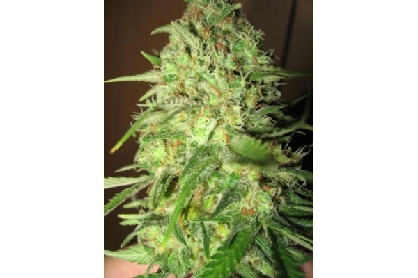 Critical (Royal Queen Seeds) feminizada
