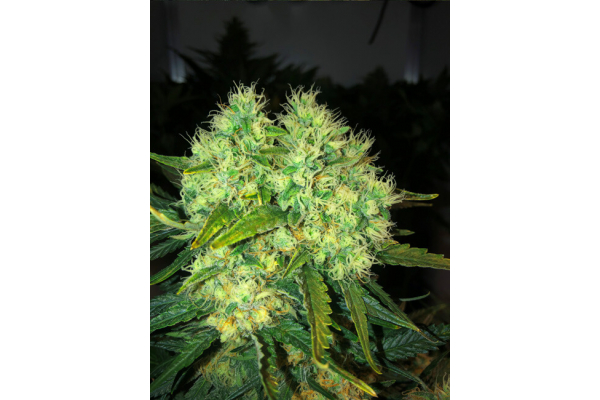 Critical (Royal Queen Seeds) feminizada Critical (Royal Queen Seeds) feminizada