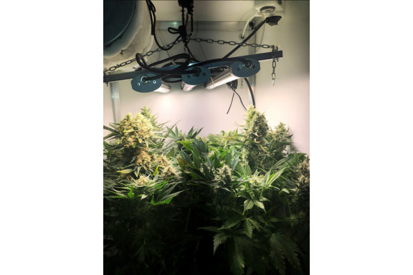 Critical (Royal Queen Seeds) feminizada Critical (Royal Queen Seeds) feminizada