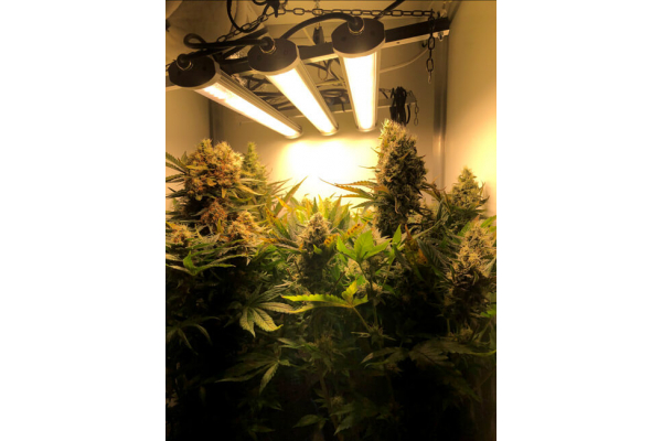 Critical (Royal Queen Seeds) feminizada Critical (Royal Queen Seeds) feminizada