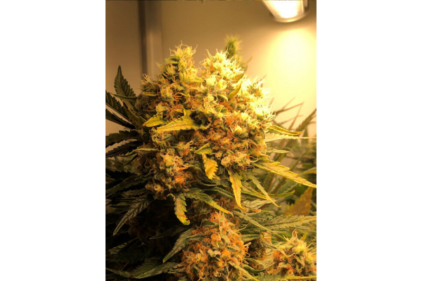 Critical (Royal Queen Seeds) feminizada Critical (Royal Queen Seeds) feminizada