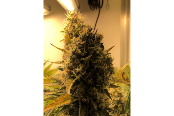 Critical (Royal Queen Seeds) feminizada Critical (Royal Queen Seeds) feminizada