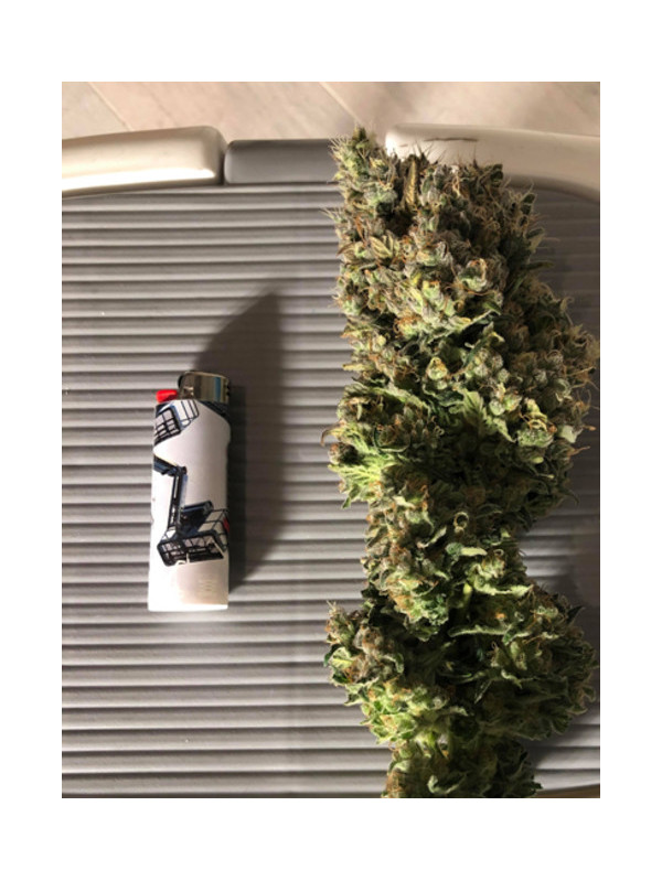 Critical (Royal Queen Seeds) feminizada Critical (Royal Queen Seeds) feminizada