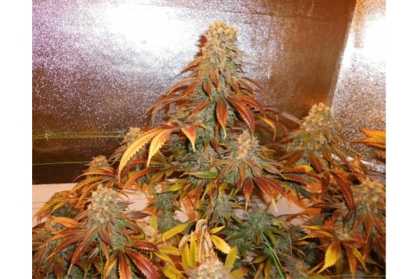 Royal Moby (Royal Queen Seeds) feminizada