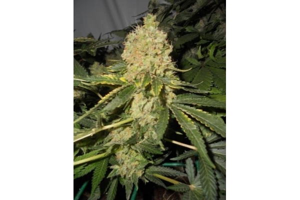 Royal Moby (Royal Queen Seeds) feminizada