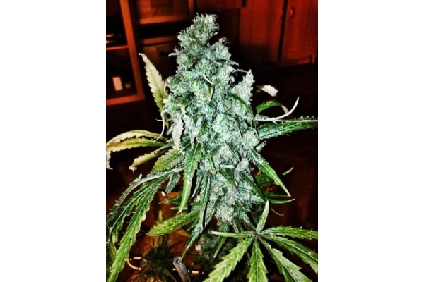Royal Moby (Royal Queen Seeds) feminizada