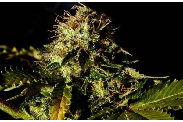 Royal Moby (Royal Queen Seeds) feminizada