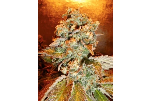 Royal Moby (Royal Queen Seeds) feminizada